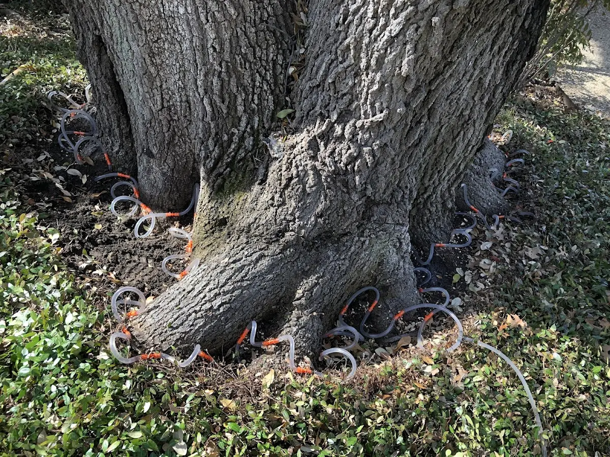 Detailed Tree Cabling and Bracing job site in Meredith
